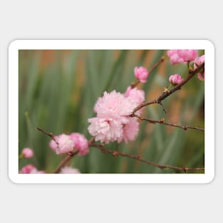 Flowering Pink Almond Sticker